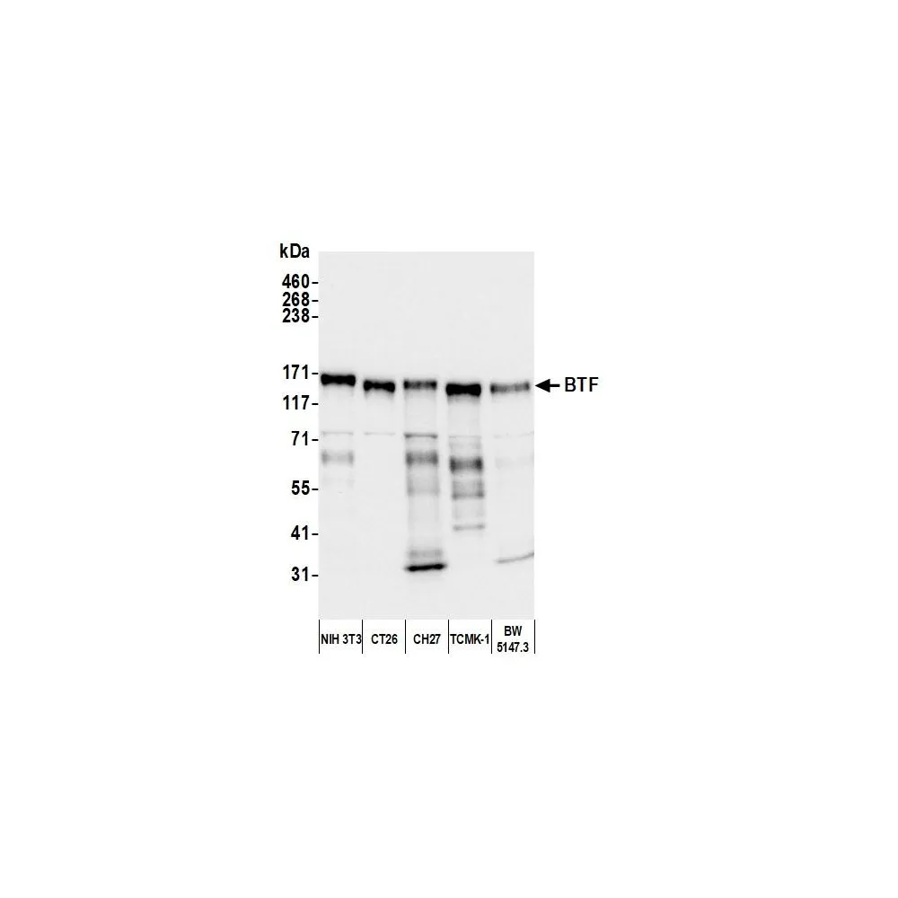 Rabbit anti-BTF Antibody, Affinity Purified