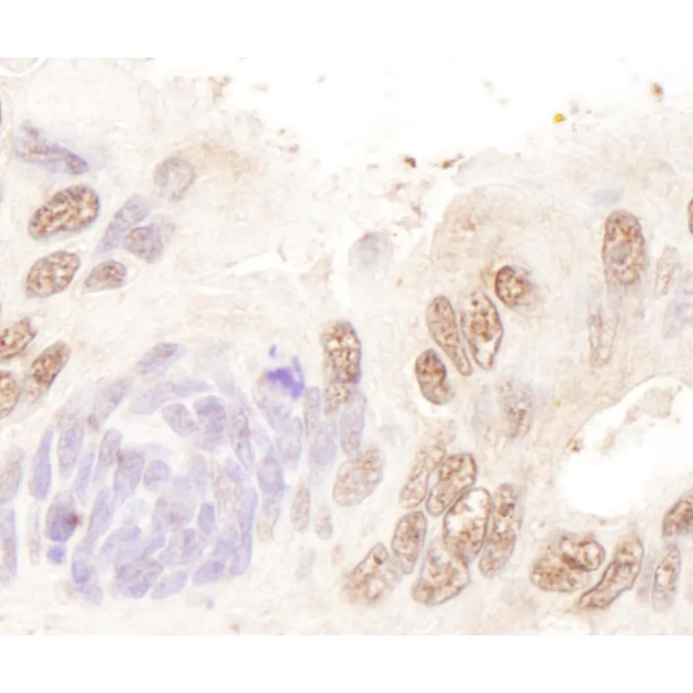 Rabbit anti-BTF Antibody, Affinity Purified