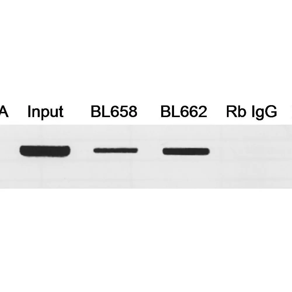 Rabbit anti-MafA Antibody, Affinity Purified