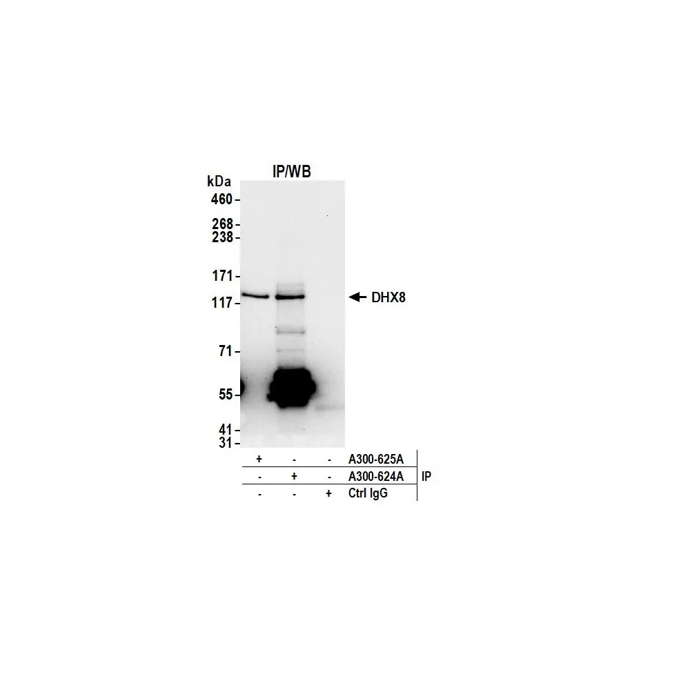 Rabbit anti-DHX8 Antibody, Affinity Purified