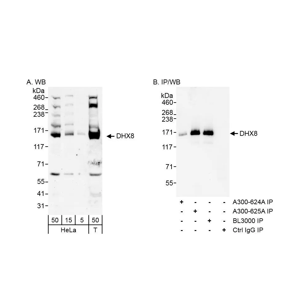 Rabbit anti-DHX8 Antibody, Affinity Purified