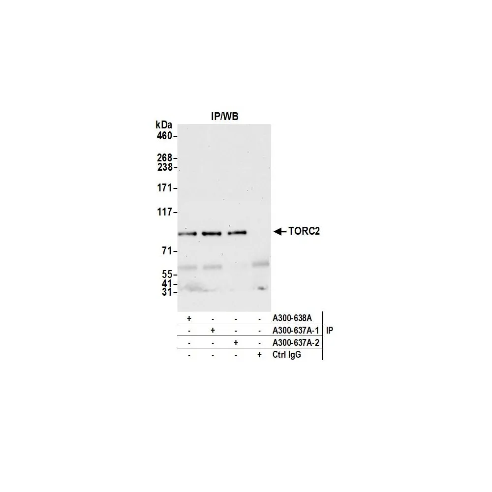 Rabbit anti-TORC2 Antibody, Affinity Purified