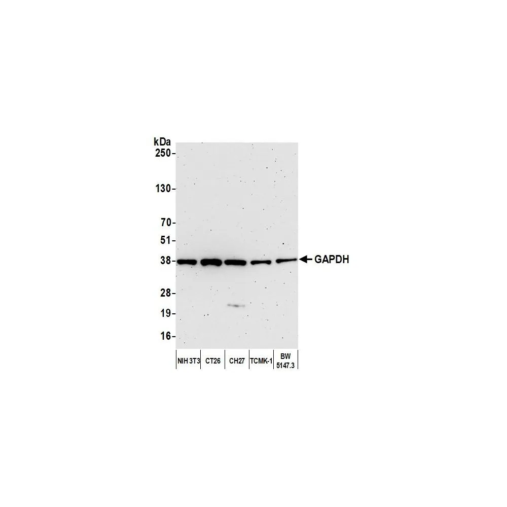 Rabbit anti-GAPDH Antibody, Affinity Purified