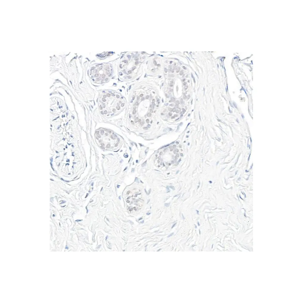 Rabbit anti-GAPDH Antibody, Affinity Purified