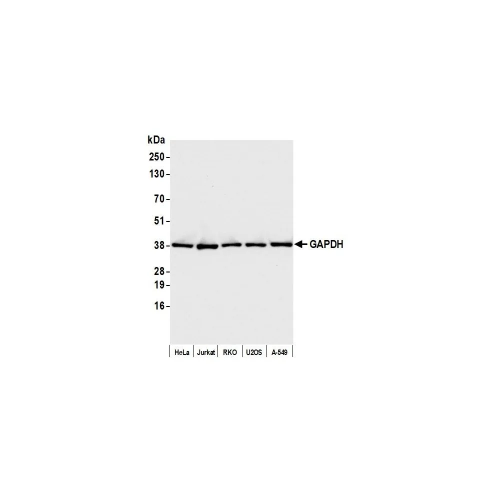 Rabbit anti-GAPDH Antibody, Affinity Purified