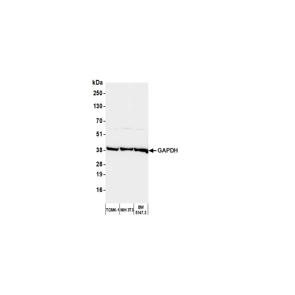 Rabbit anti-GAPDH Antibody, Affinity Purified
