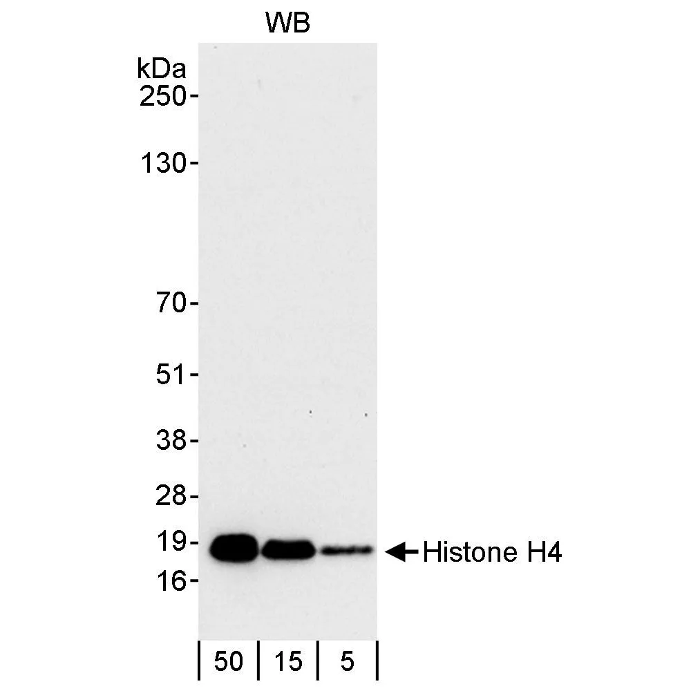 Rabbit anti-Histone H4 Antibody, Affinity Purified