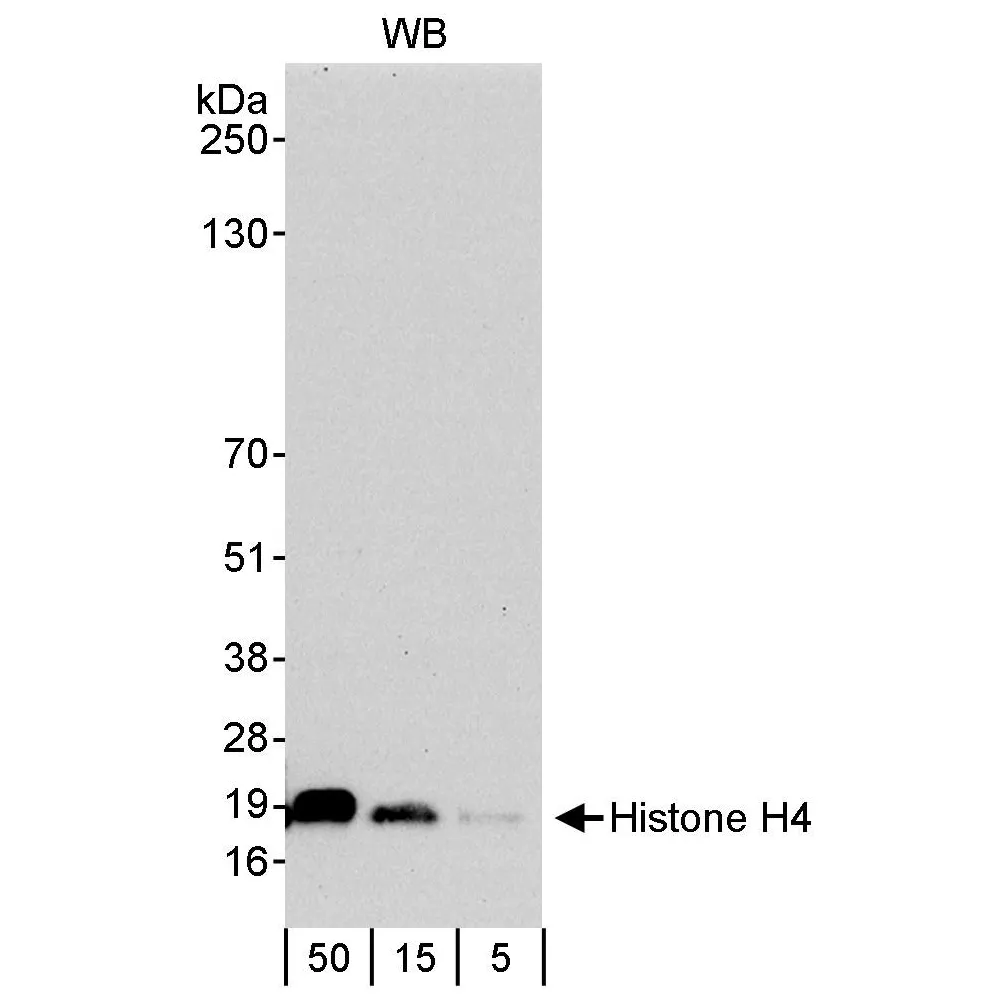 Rabbit anti-Histone H4 Antibody, Affinity Purified