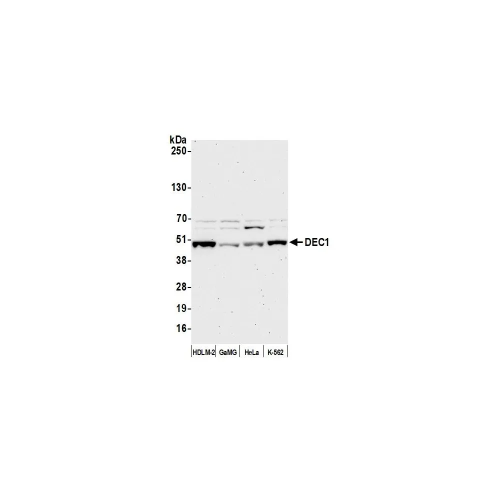 Rabbit anti-DEC1 Antibody, Affinity Purified