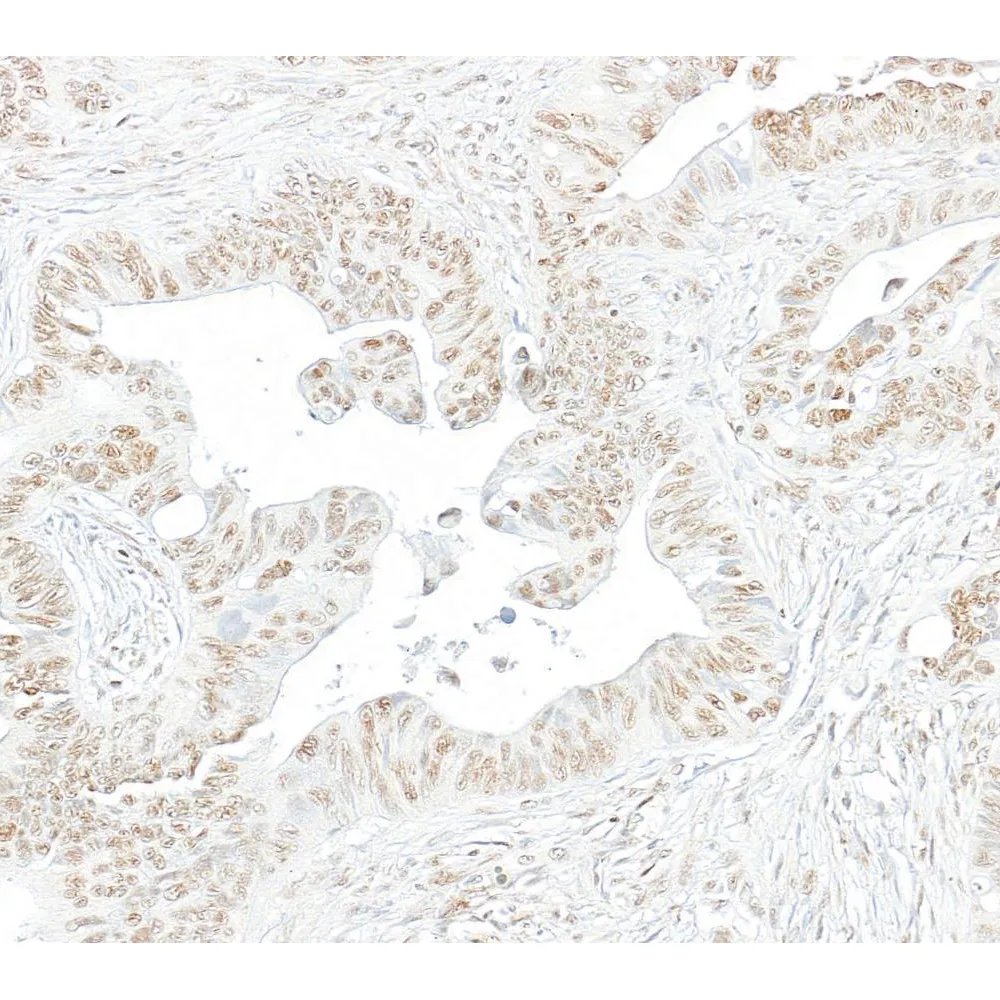 Rabbit anti-Phospho RNA Polymerase II (S2) Antibody, Affinity Purified