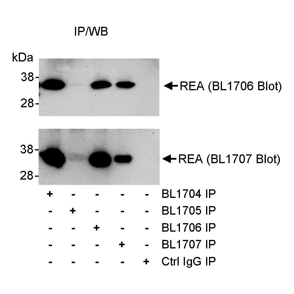 Rabbit anti-REA Antibody, Affinity Purified