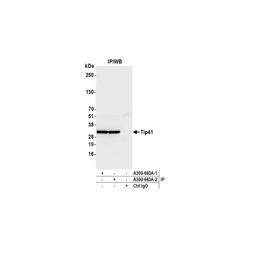 Rabbit anti-Tip41 Antibody, Affinity Purified