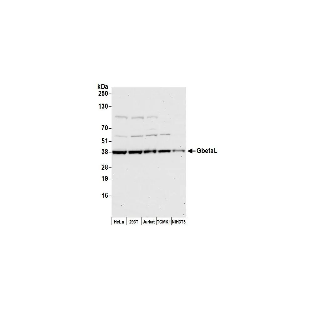 Rabbit anti-GbetaL Antibody, Affinity Purified