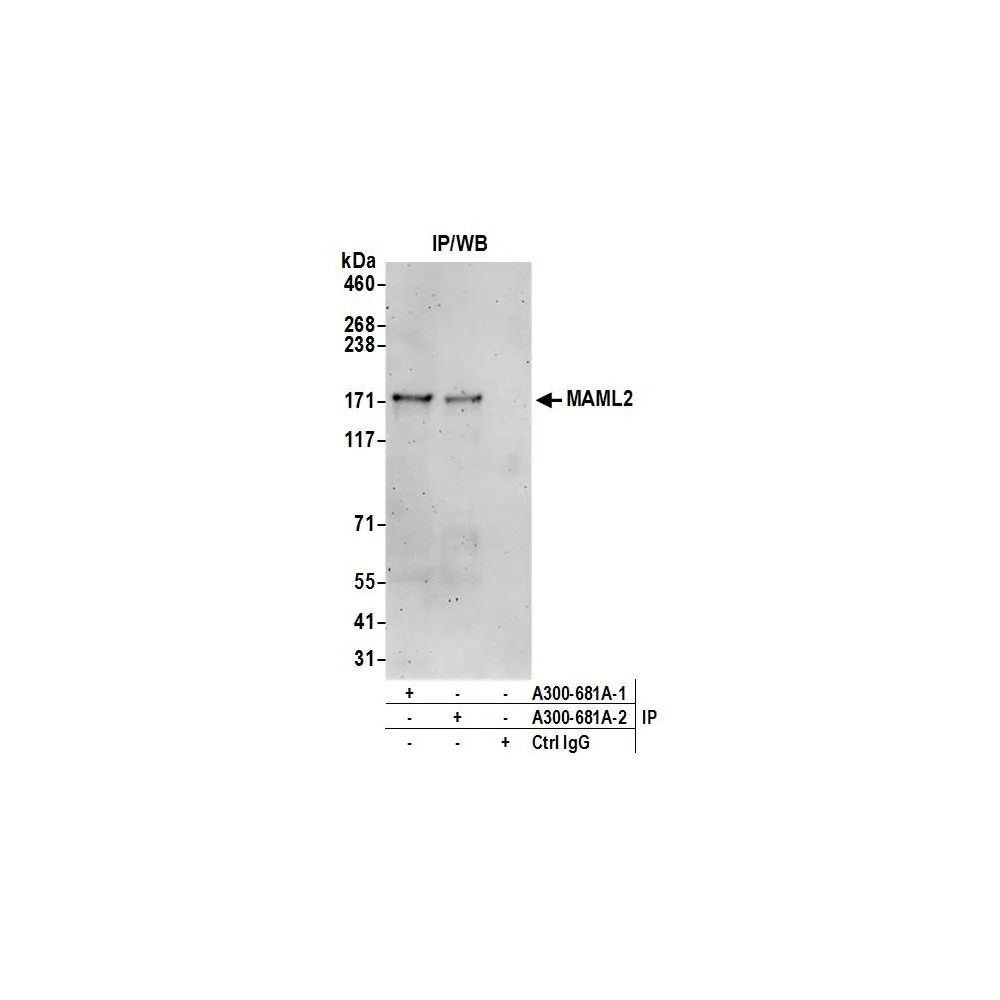 Rabbit anti-MAML2 Antibody, Affinity Purified