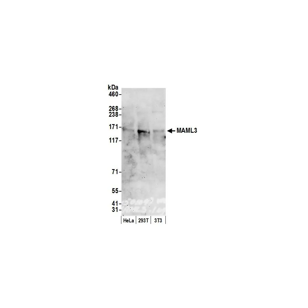 Rabbit anti-MAML3 Antibody, Affinity Purified