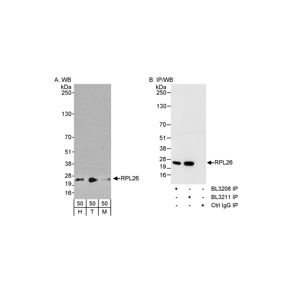 Rabbit anti-RPL26 Antibody, Affinity Purified