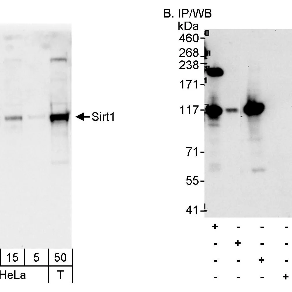 Rabbit anti-Sirt1 Antibody, Affinity Purified
