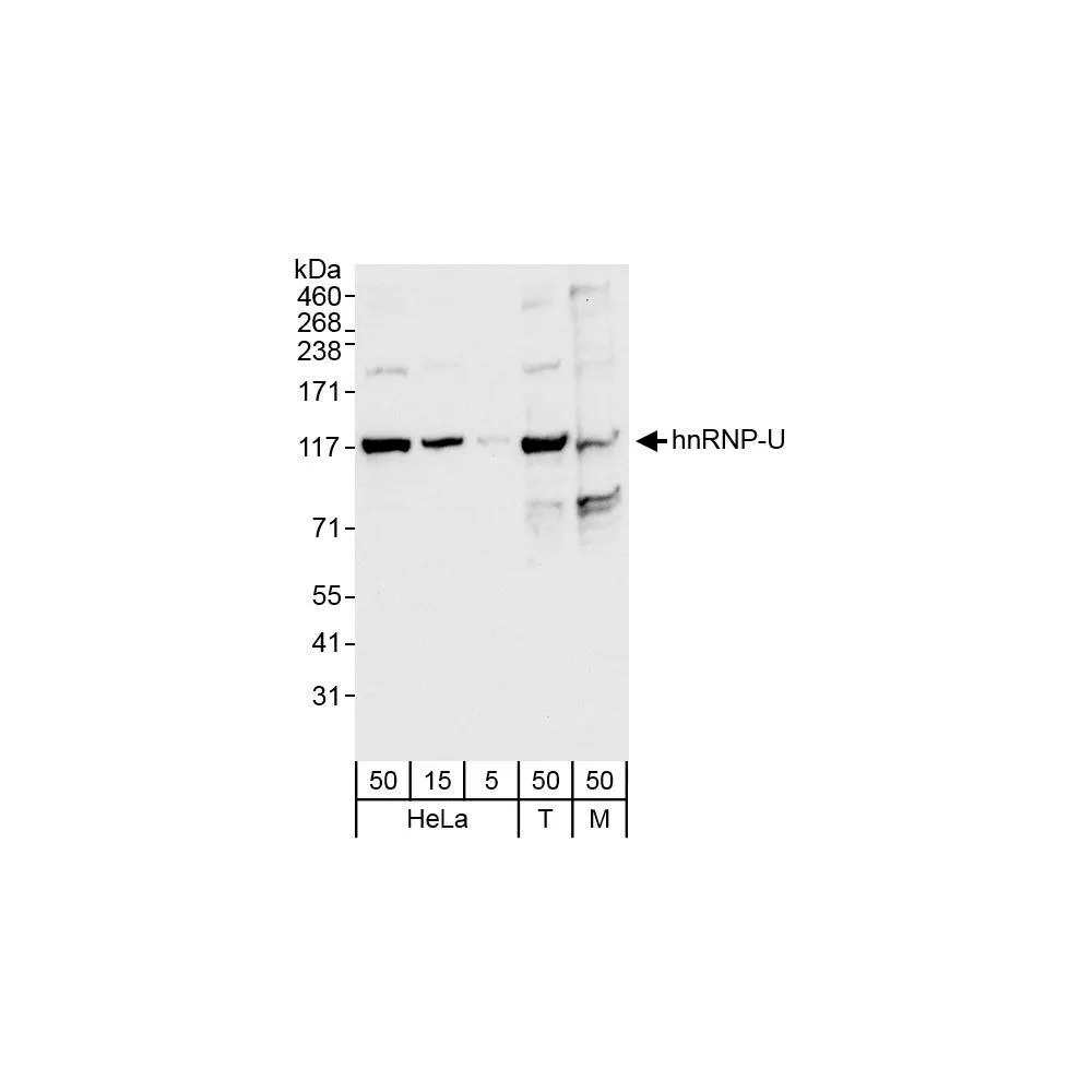 Rabbit anti-hnRNP-U Antibody, Affinity Purified