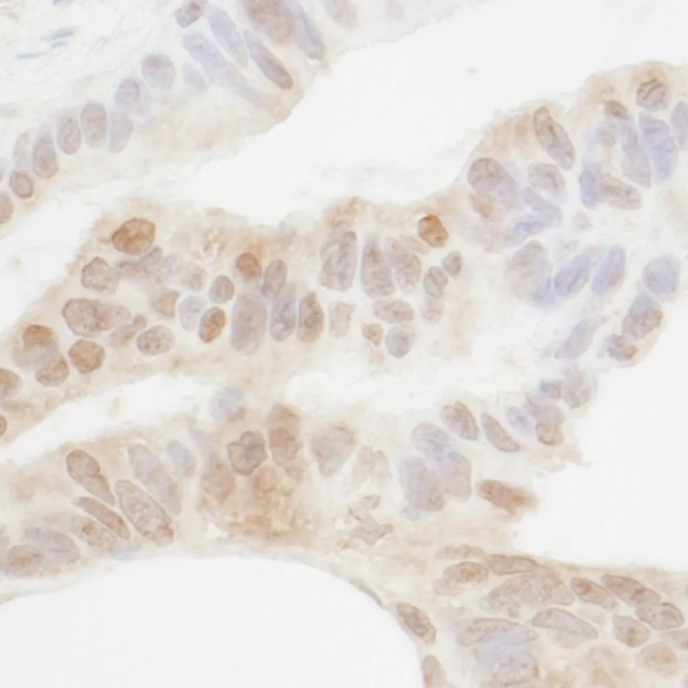 Rabbit anti-CDX2 Antibody, Affinity Purified