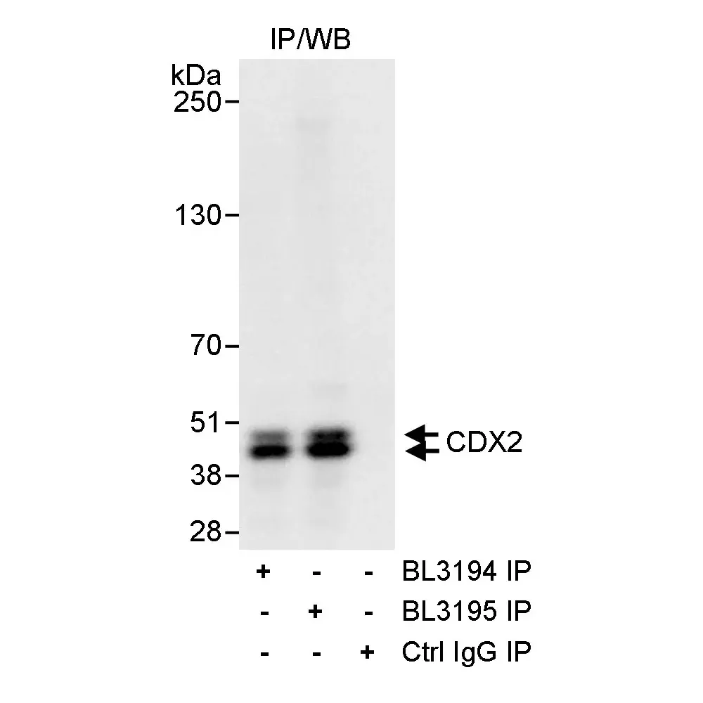 Rabbit anti-CDX2 Antibody, Affinity Purified