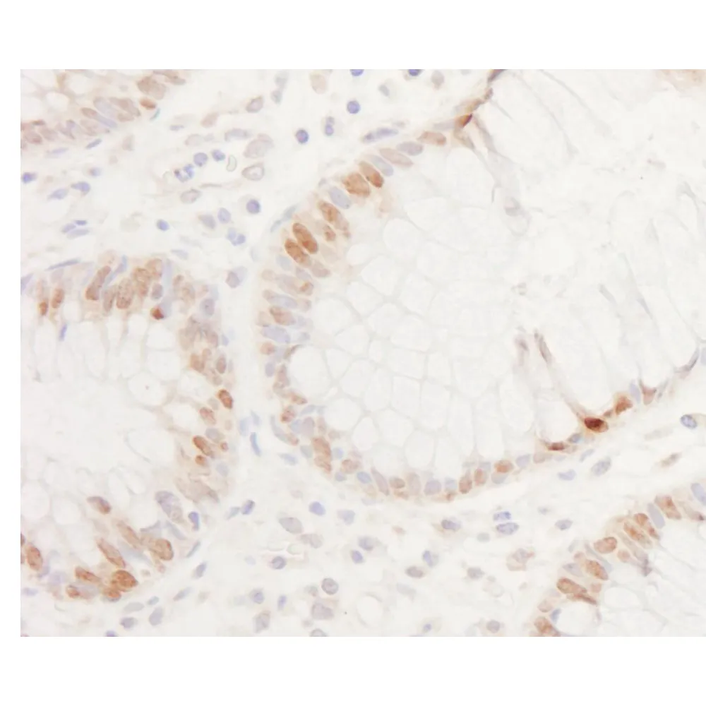 Rabbit anti-CDX2 Antibody, Affinity Purified