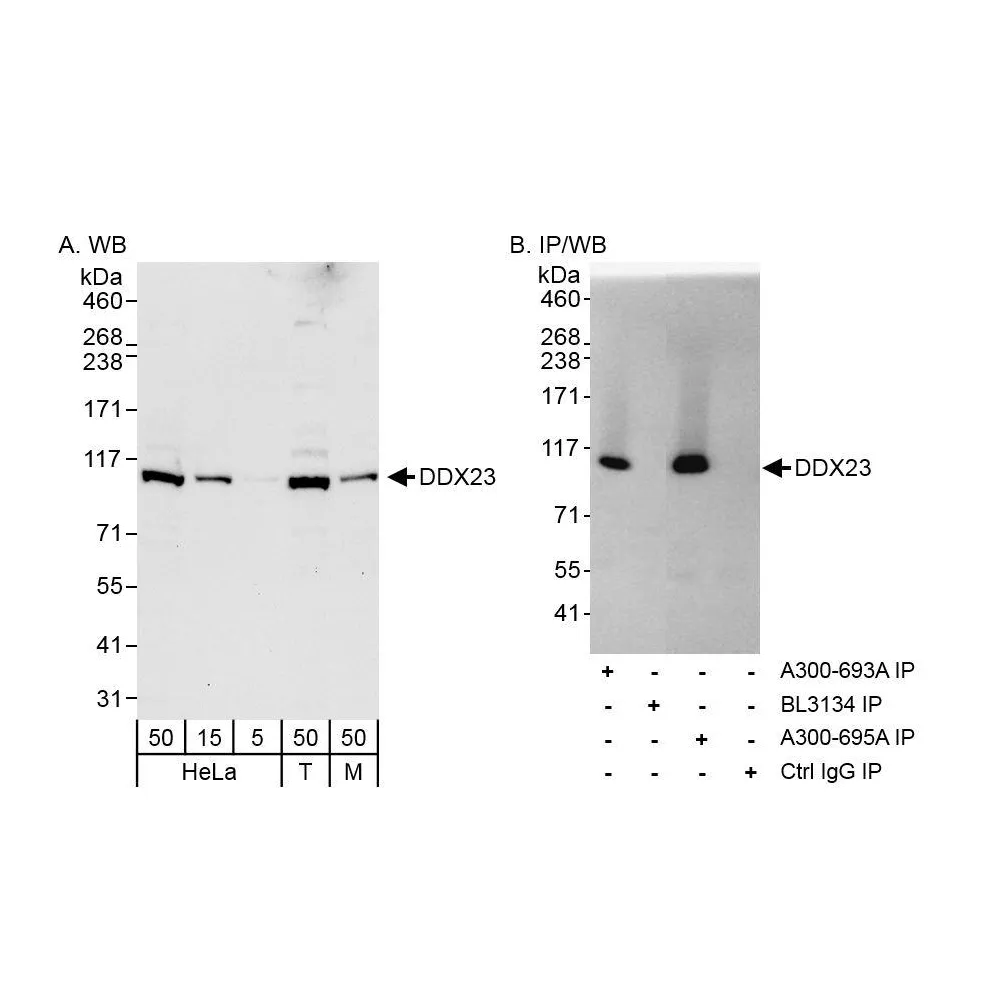 Rabbit anti-DDX23 Antibody, Affinity Purified
