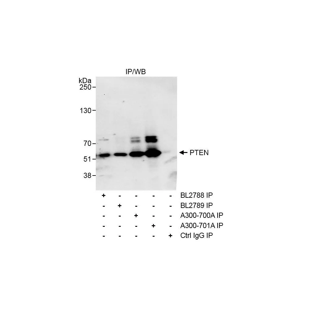 Rabbit anti-PTEN Antibody, Affinity Purified
