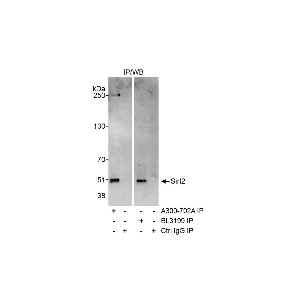 Rabbit anti-Sirt2 Antibody, Affinity Purified