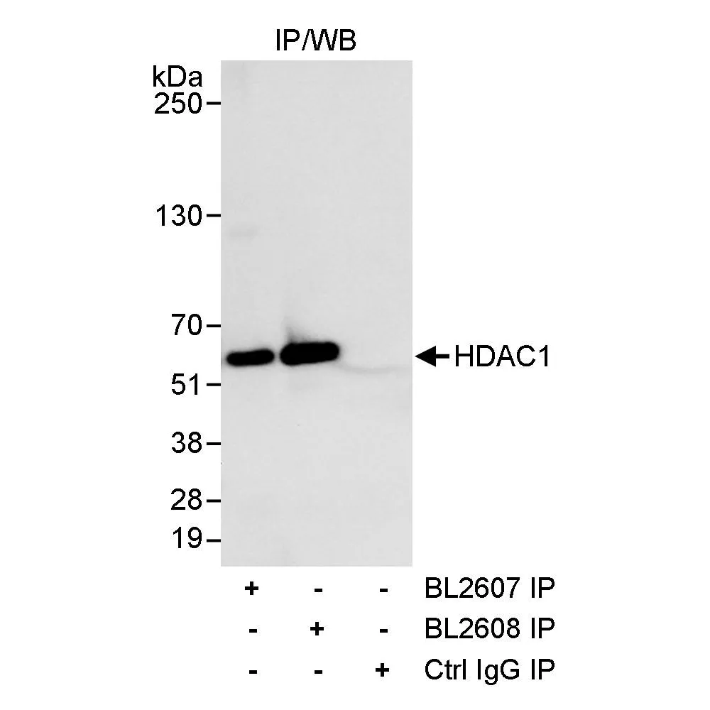 Rabbit anti-HDAC1 Antibody, Affinity Purified