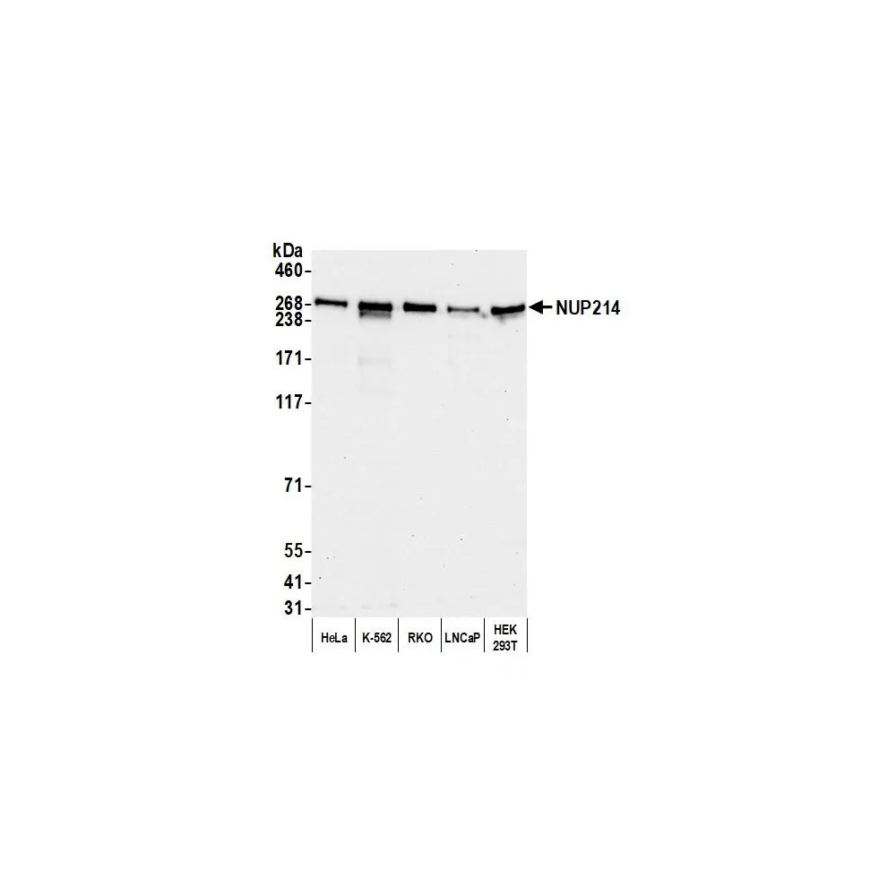 Rabbit anti-NUP214 Antibody, Affinity Purified