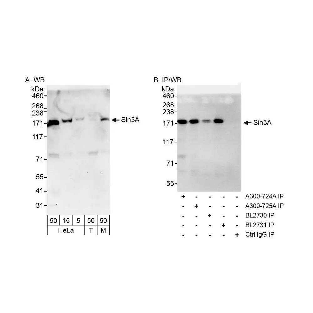 Rabbit anti-Sin3A Antibody, Affinity Purified