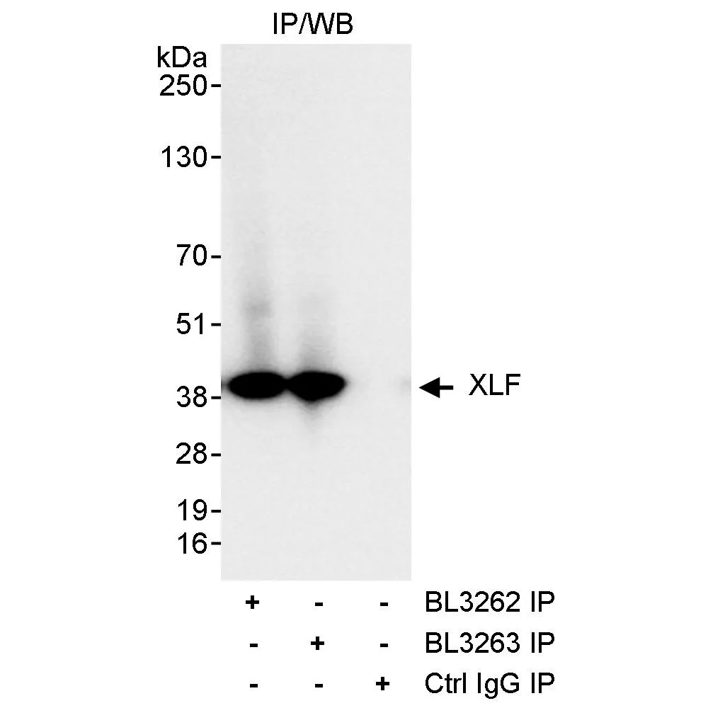 Rabbit anti-XLF Antibody, Affinity Purified