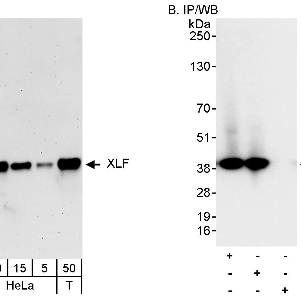 Rabbit anti-XLF Antibody, Affinity Purified