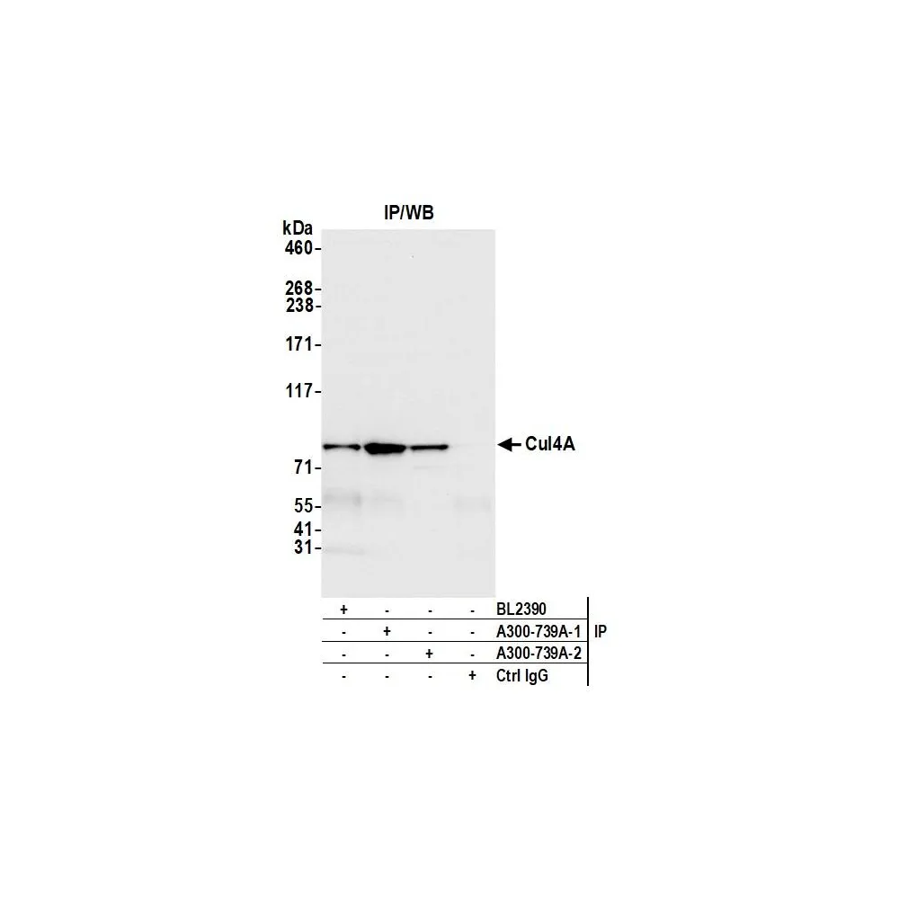 Rabbit anti-Cul4a Antibody, Affinity Purified
