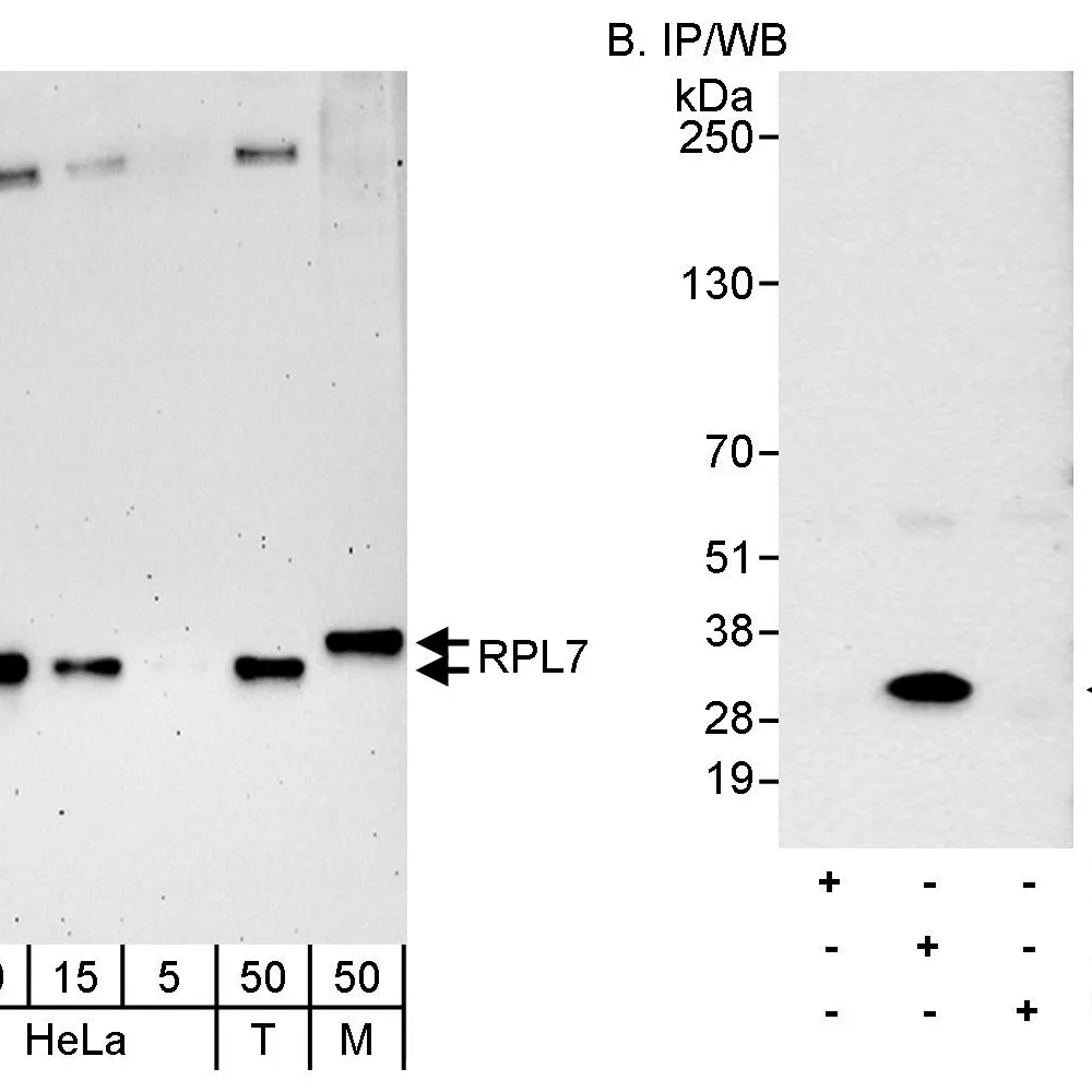 Rabbit anti-RPL7 Antibody, Affinity Purified