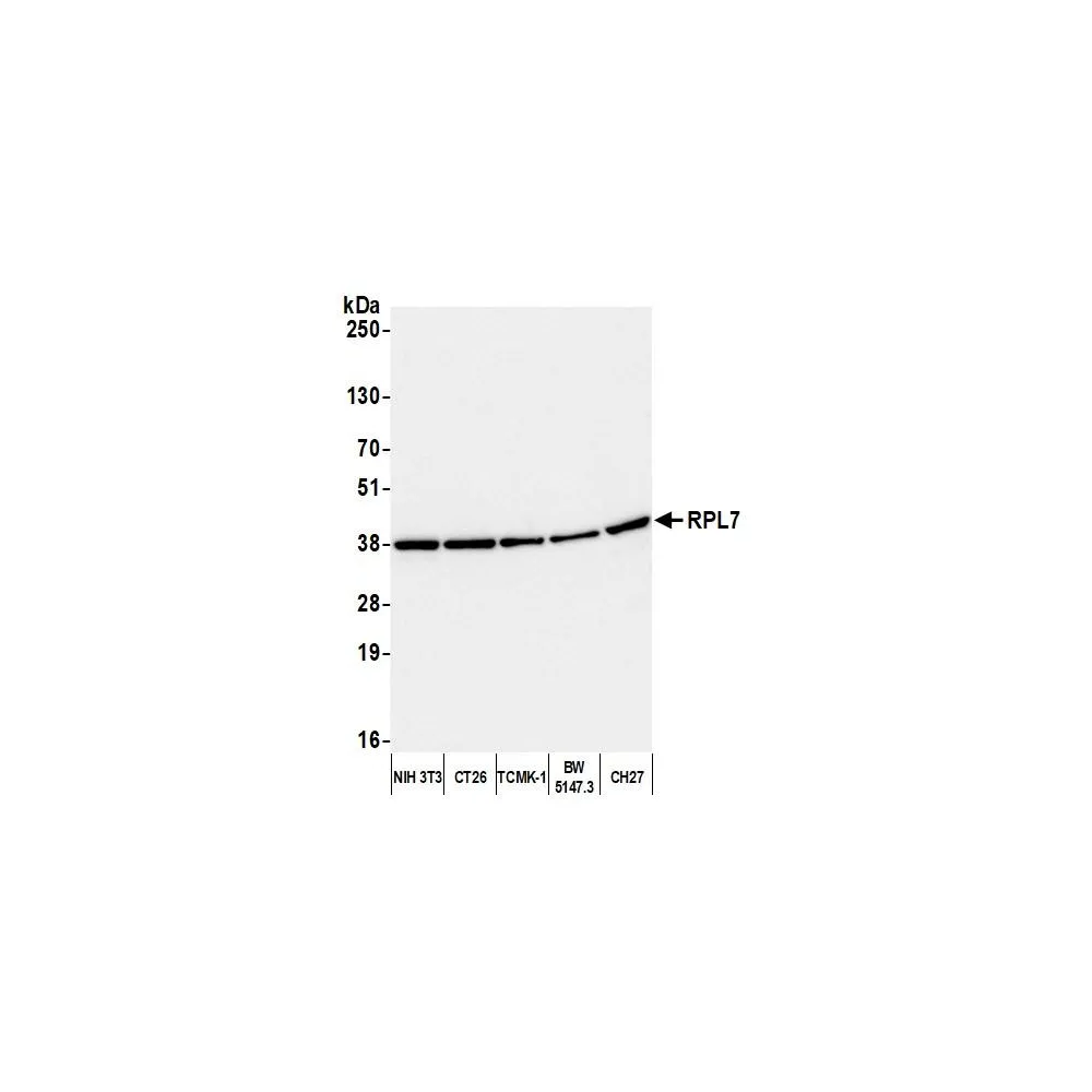 Rabbit anti-RPL7 Antibody, Affinity Purified