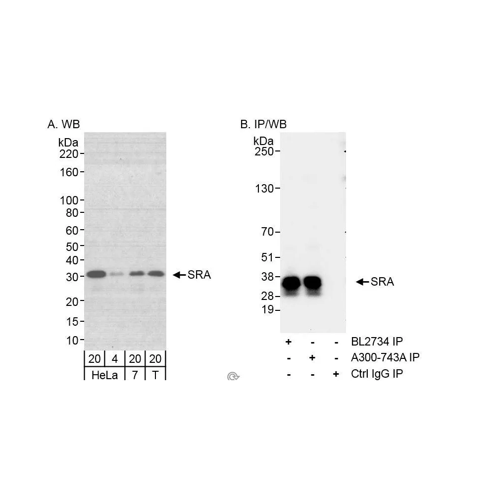 Rabbit anti-SRA Antibody, Affinity Purified