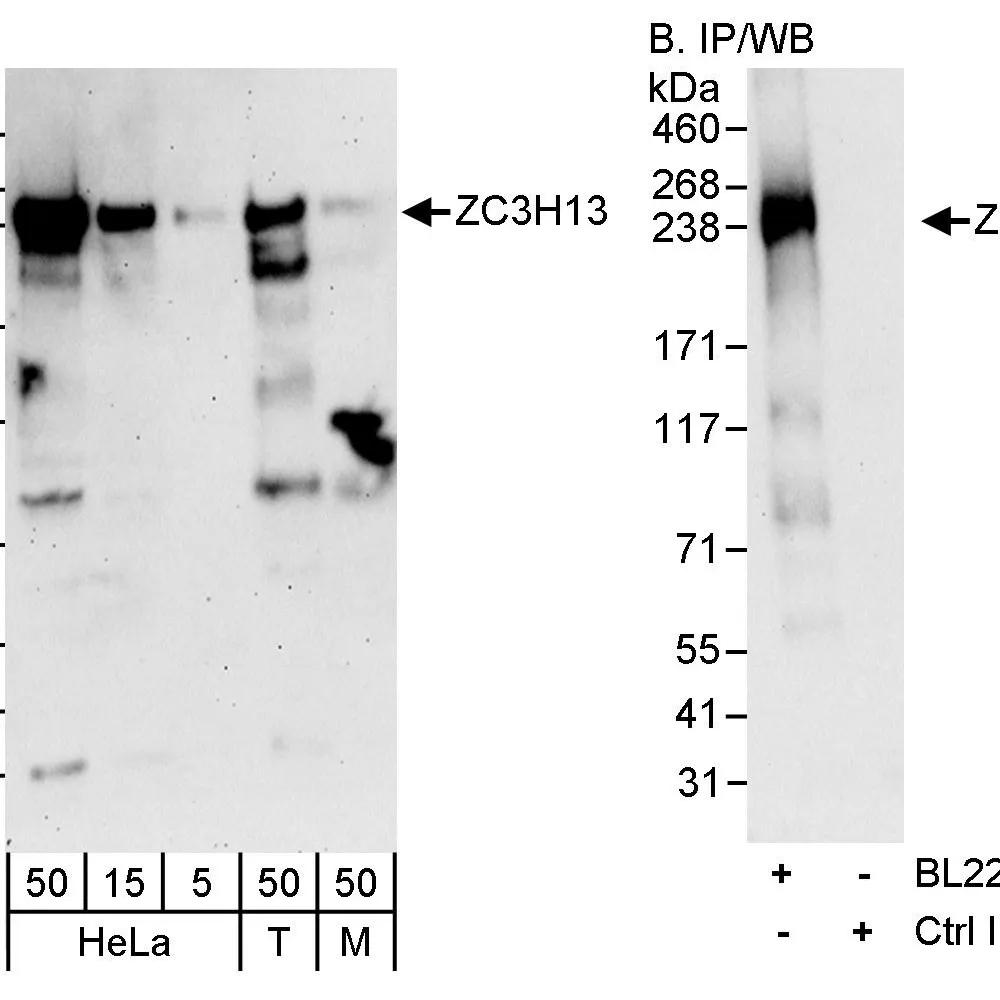 Rabbit anti-ZC3H13 Antibody, Affinity Purified