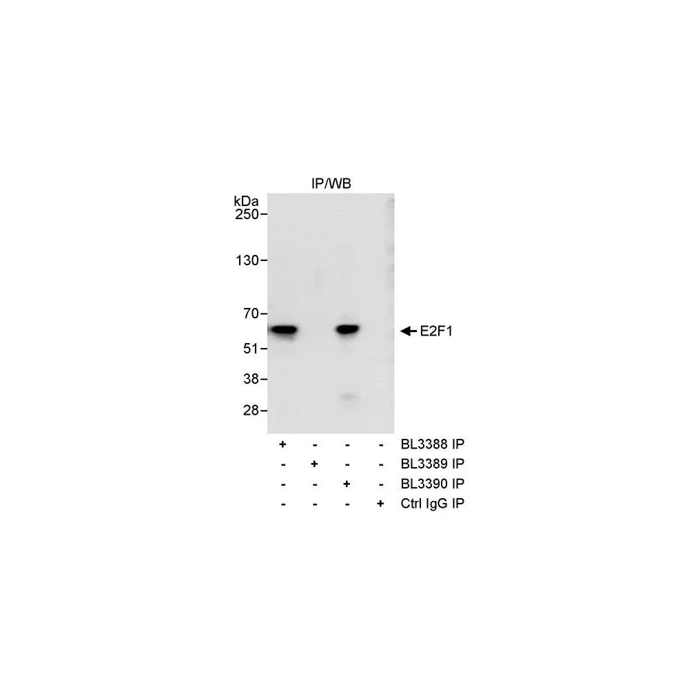Rabbit anti-E2F1 Antibody, Affinity Purified