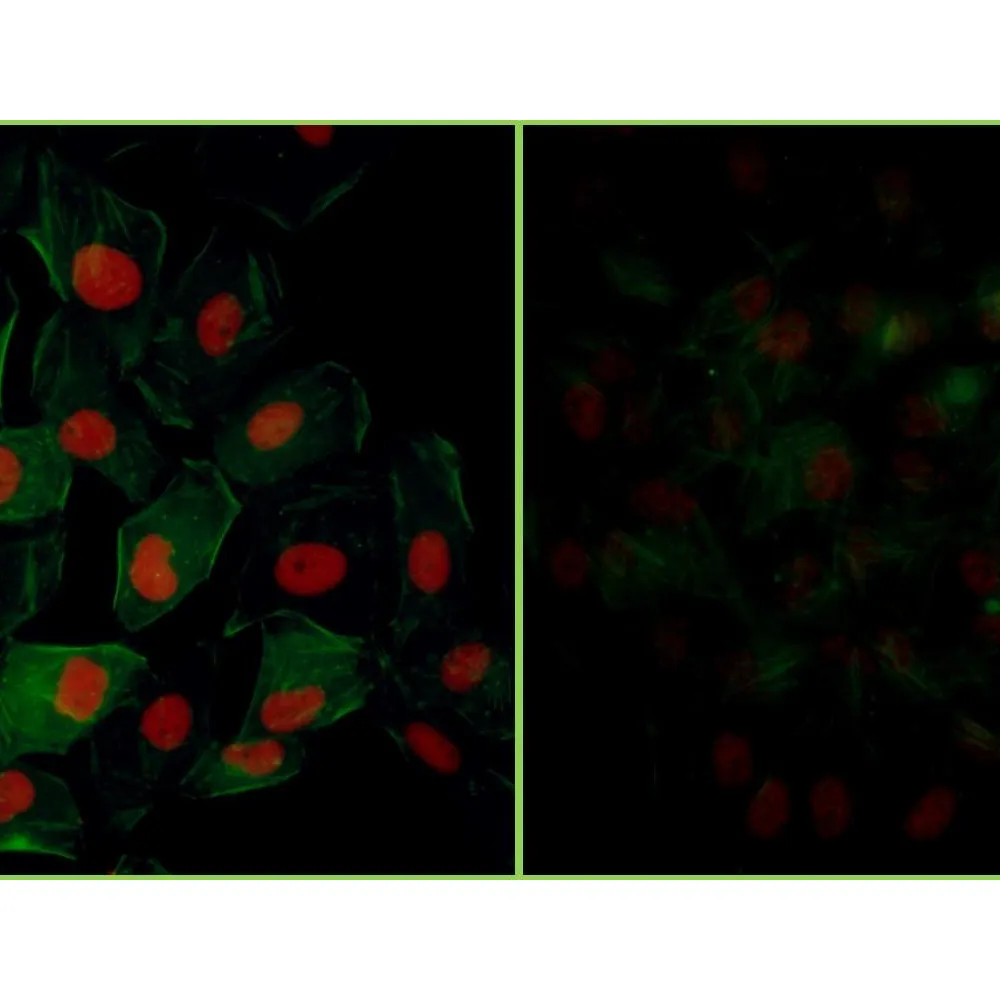 Rabbit anti-Phospho KAP-1 (S824) Antibody, Affinity Purified