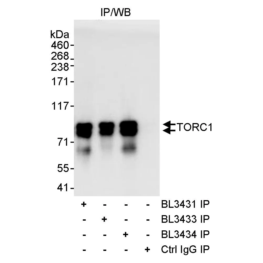 Rabbit anti-TORC1 Antibody, Affinity Purified
