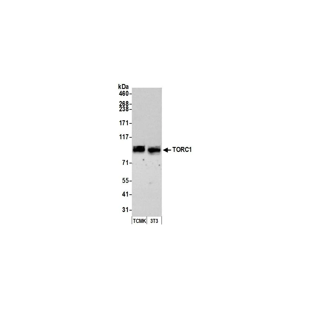 Rabbit anti-TORC1 Antibody, Affinity Purified