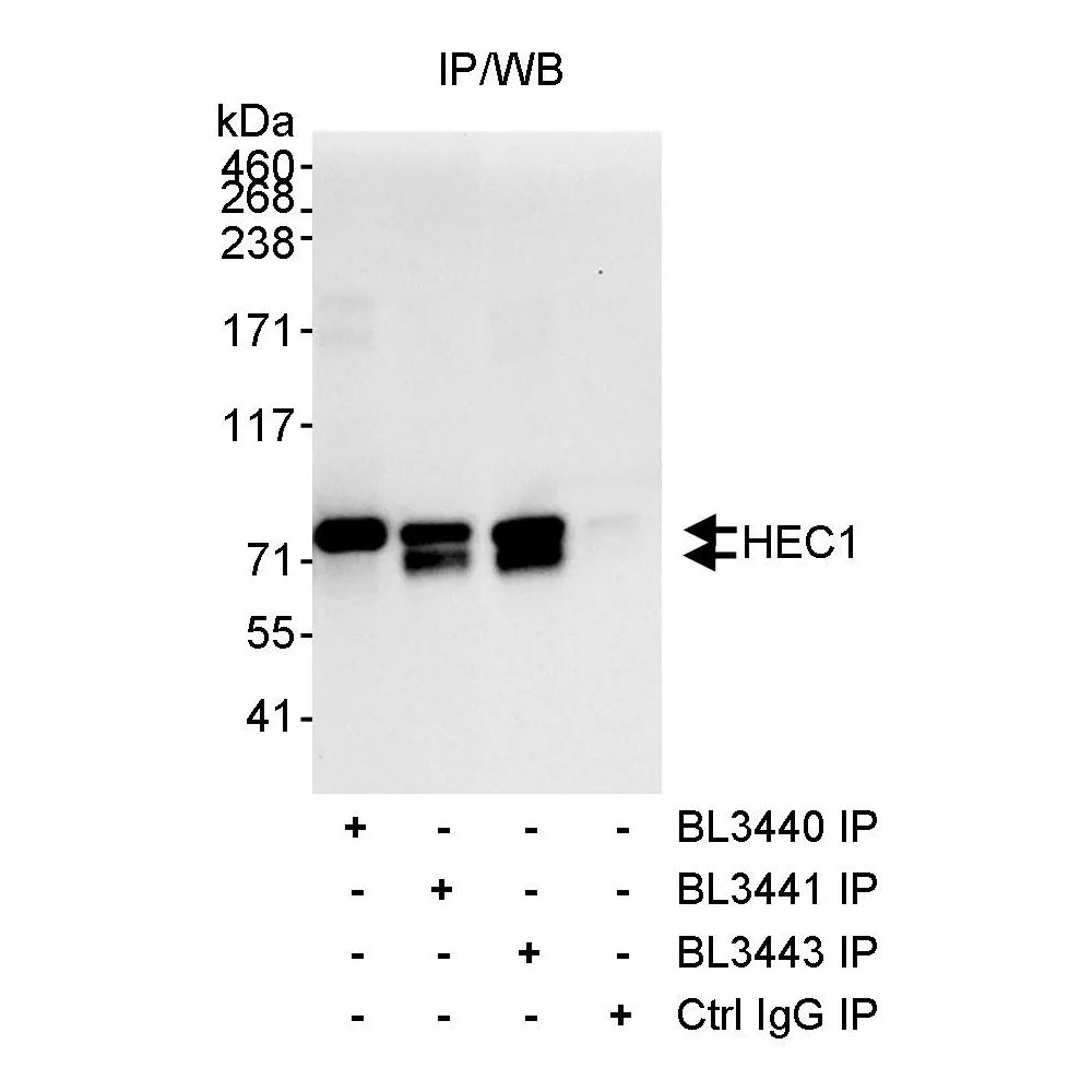 Rabbit anti-HEC1 Antibody, Affinity Purified