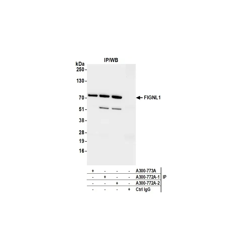 Rabbit anti-FIGNL1 Antibody, Affinity Purified