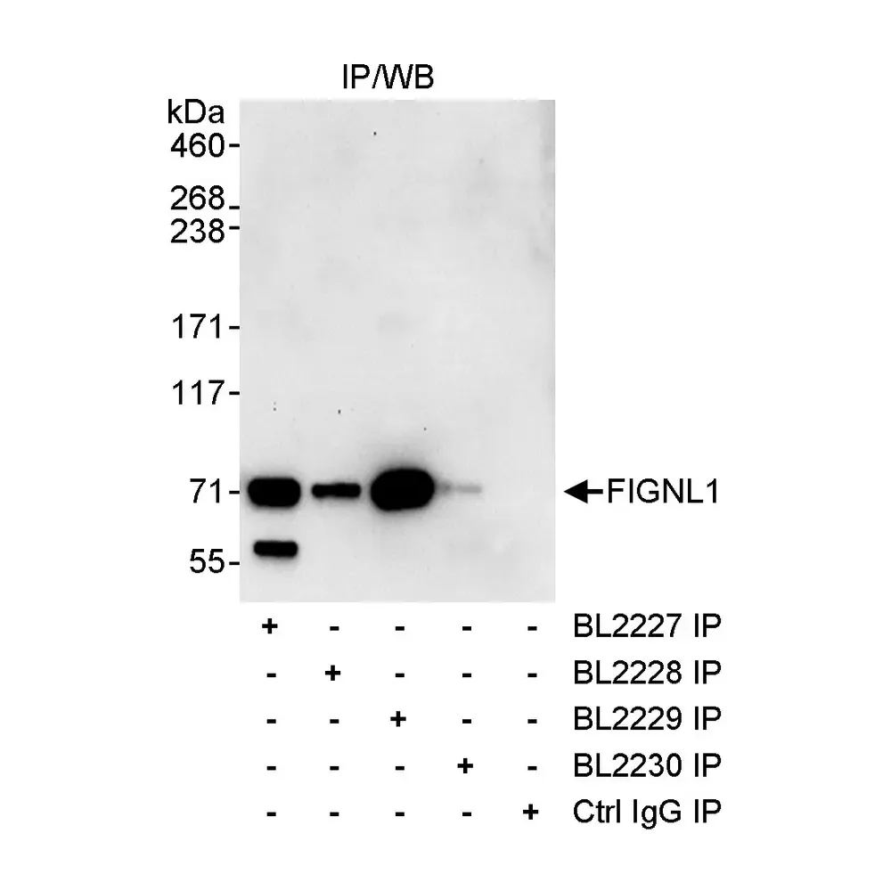 Rabbit anti-FIGNL1 Antibody, Affinity Purified