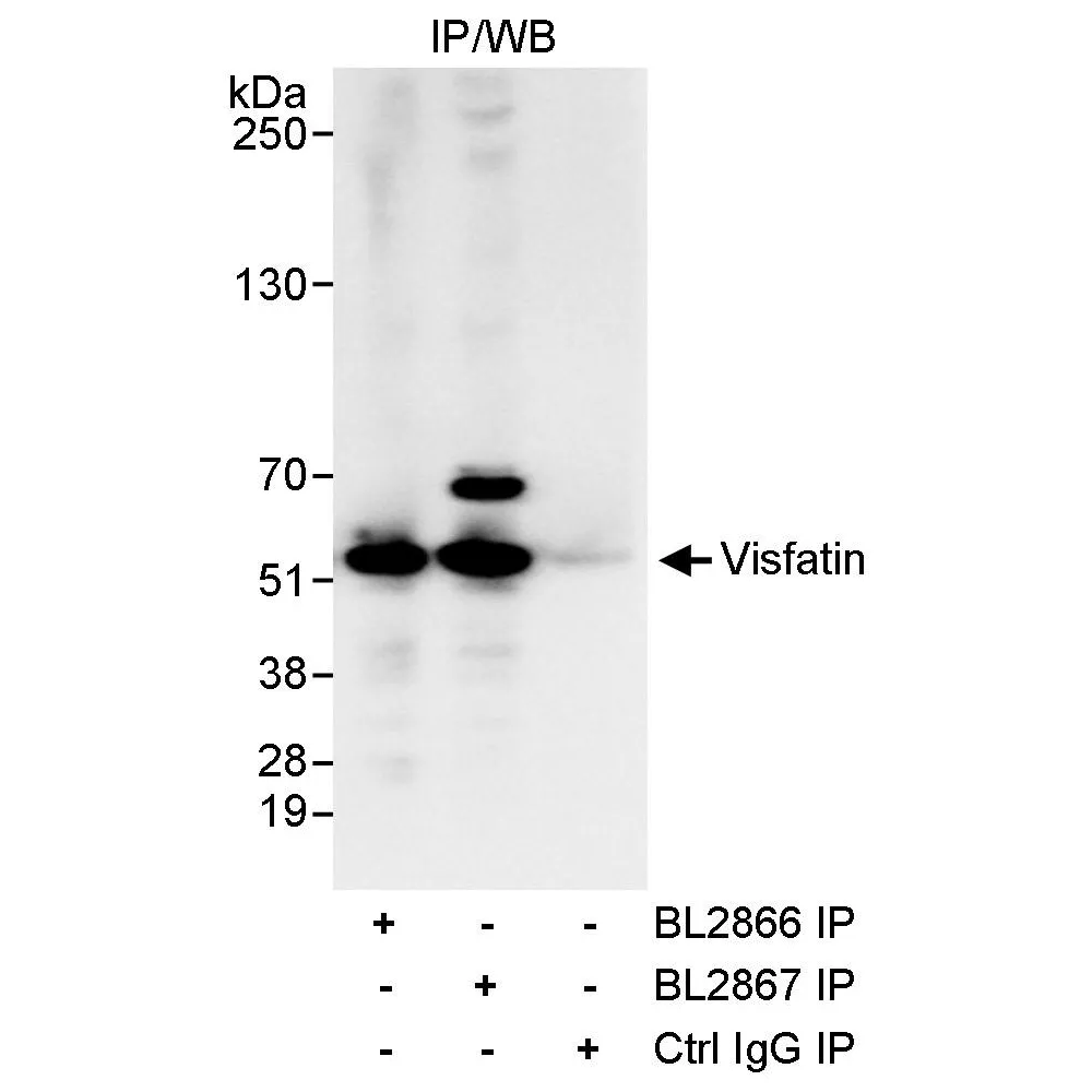 Rabbit anti-Visfatin Antibody, Affinity Purified