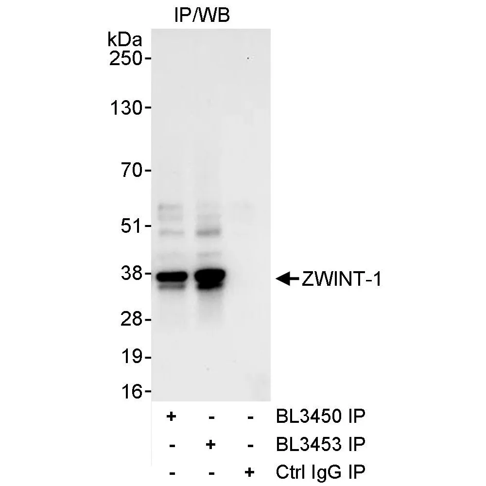 Rabbit anti-ZWINT-1 Antibody, Affinity Purified