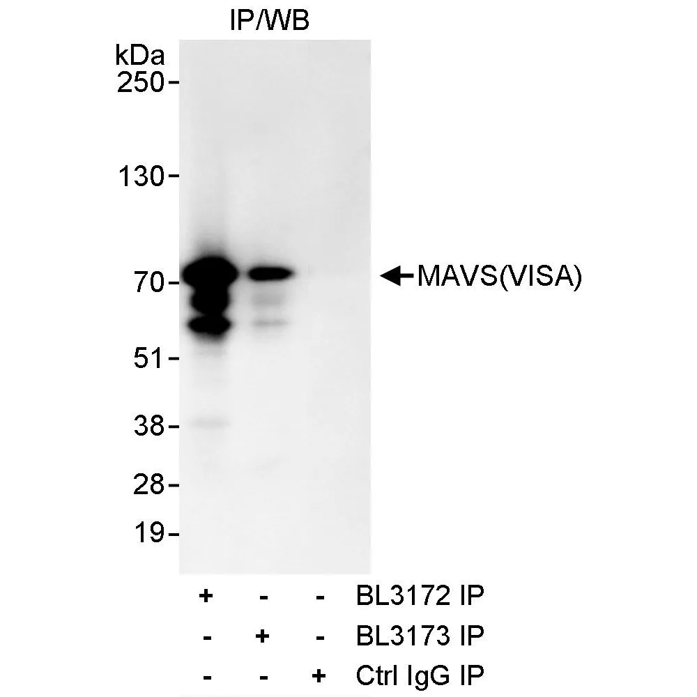 Rabbit anti-MAVS/VISA Antibody, Affinity Purified