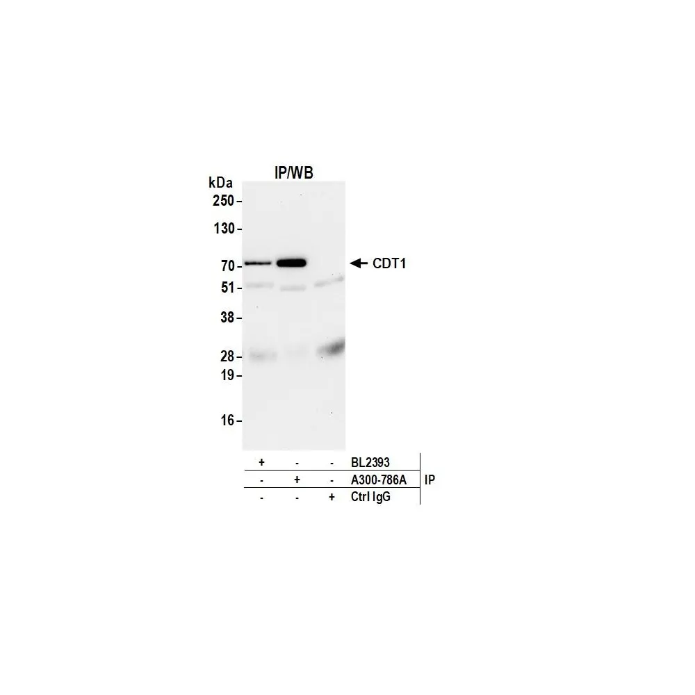 Rabbit anti-CDT1 Antibody, Affinity Purified