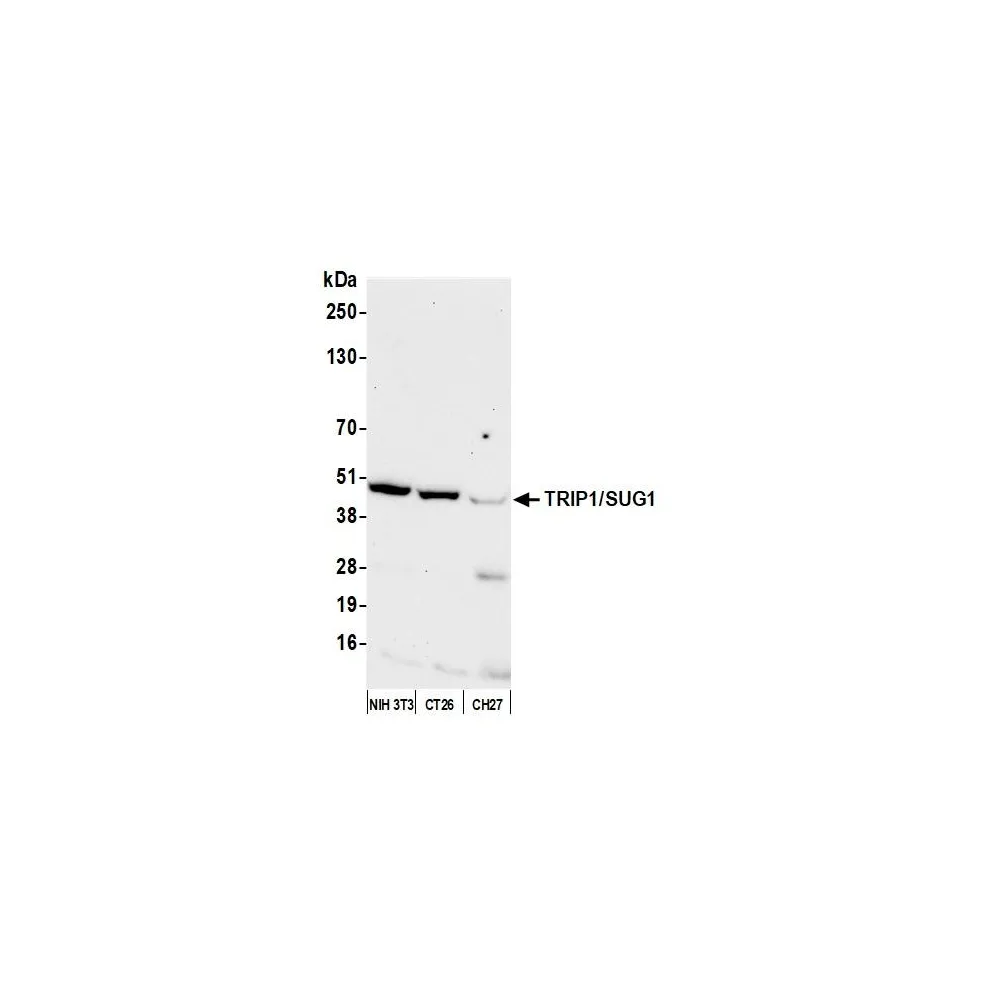 Rabbit anti-TRIP1/SUG1 Antibody, Affinity Purified